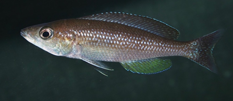 Cyprichromis sp. 'dwarf jumbo' Kigoma